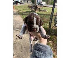 Naturally gorgeous German Shorthaired Pointer Puppies - 10