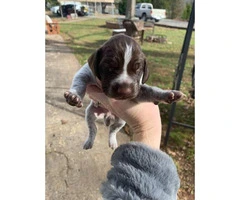 Naturally gorgeous German Shorthaired Pointer Puppies - 15