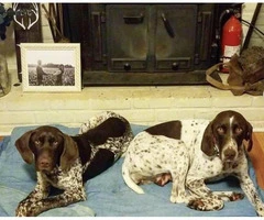Naturally gorgeous German Shorthaired Pointer Puppies - 17