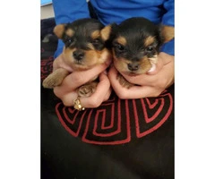 One male Yorkie puppy left - 1