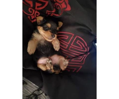 One male Yorkie puppy left - 2