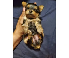 One male Yorkie puppy left - 3