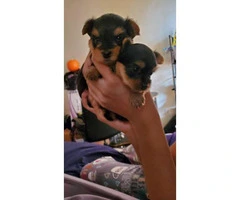 One male Yorkie puppy left - 4