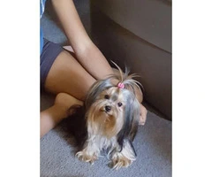 One male Yorkie puppy left - 5