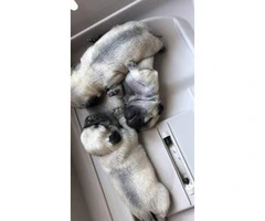 4 Pug babies available for sale - 2