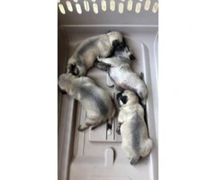 4 Pug babies available for sale - 3
