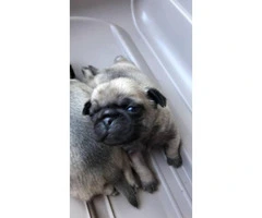 4 Pug babies available for sale - 4
