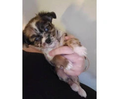 Tiny toy size chihuahua babies looking for loving family