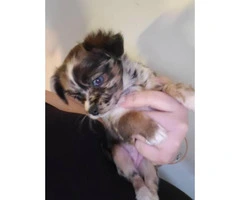 Tiny toy size chihuahua babies looking for loving family - 2