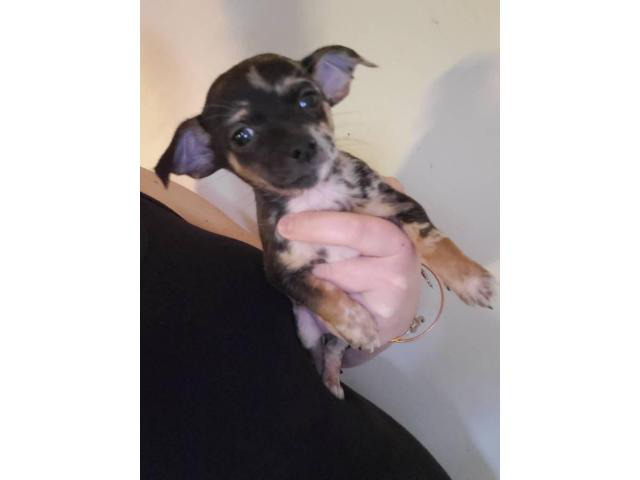 toy chihuahua puppies near me