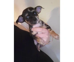 Tiny toy size chihuahua babies looking for loving family - 4