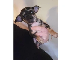 Tiny toy size chihuahua babies looking for loving family - 5