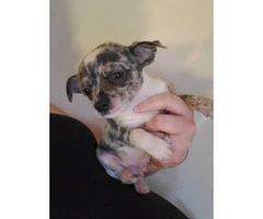 Tiny toy size chihuahua babies looking for loving family - 7