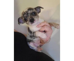 Tiny toy size chihuahua babies looking for loving family - 8