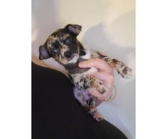 Tiny toy size chihuahua babies looking for loving family - 10
