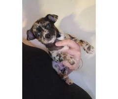 Tiny toy size chihuahua babies looking for loving family - 11