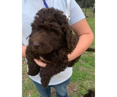 2 males and 2 females labradoodle puppies left
