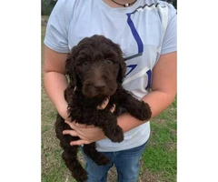 2 males and 2 females labradoodle puppies left - 2