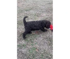 2 males and 2 females labradoodle puppies left - 3