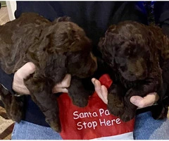 2 males and 2 females labradoodle puppies left - 7