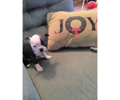 Boston Terrier Puppy Female is available for adoption