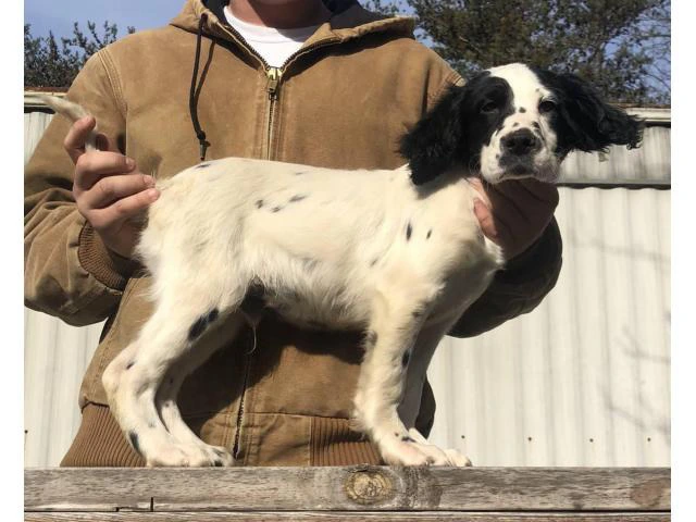 15 weeks old English Setter puppies to be rehomed - 1/5