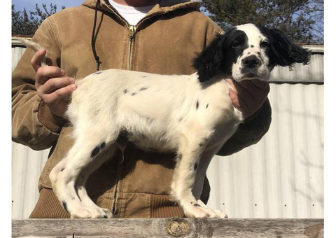 15 weeks old English Setter puppies to be rehomed
