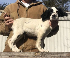 15 weeks old English Setter puppies to be rehomed