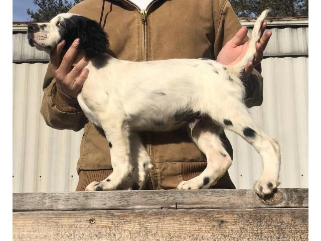 15 weeks old English Setter puppies to be rehomed - 2/5