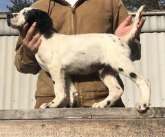 15 weeks old English Setter puppies to be rehomed - 2
