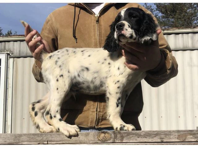 15 weeks old English Setter puppies to be rehomed - 3/5