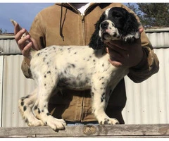 15 weeks old English Setter puppies to be rehomed - 3