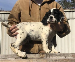 15 weeks old English Setter puppies to be rehomed - 4