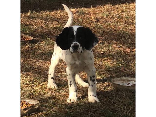 15 weeks old English Setter puppies to be rehomed in ...