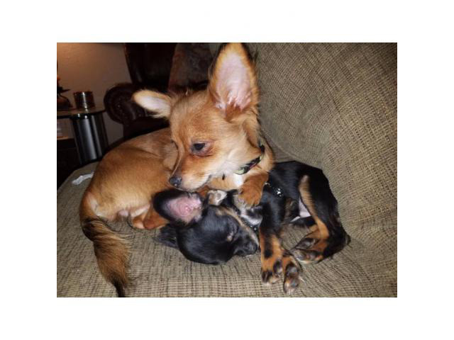 Free Chiweenie puppies for a good forever home Arlington - Puppies for