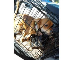 Free Chiweenie puppies for a good forever home - 2