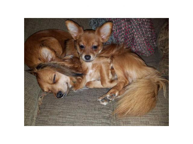 Free Chiweenie puppies for a good forever home in ...