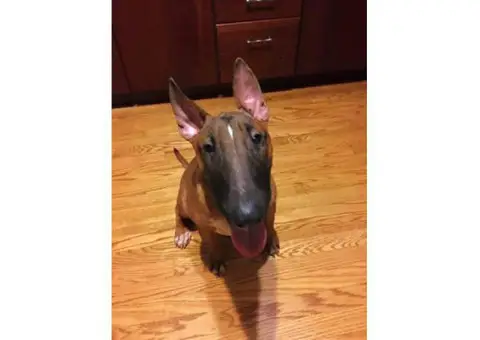 8 month old male AKC Bull Terrier