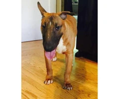 8 month old male AKC Bull Terrier - 2