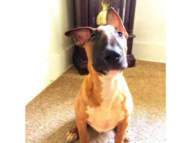 8 month old male AKC Bull Terrier Lorain Puppies for