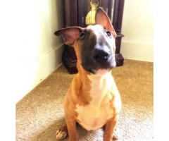 8 month old male AKC Bull Terrier - 4
