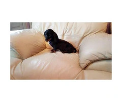 Dachshund puppy for sale - Female - 3