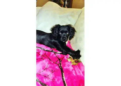 10 Weeks Old Cockalier Puppies for Sale