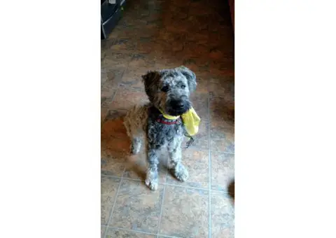 Grey Brindle Male Bouvier des Flandres Puppies