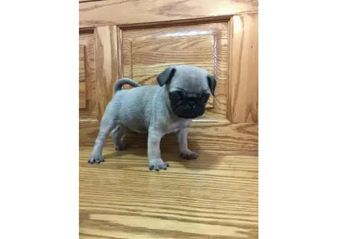 Male Pug Puppies - 1 left
