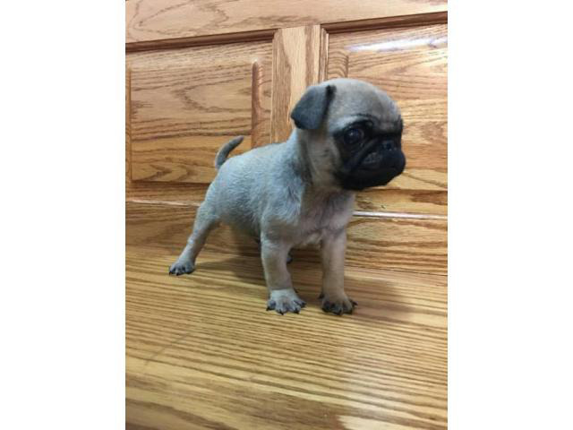 Male Pug Puppies - 1 left in Chicago, Illinois - Puppies for Sale Near Me