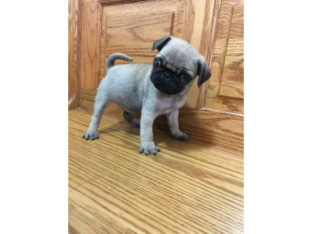 Male Pug Puppies - 1 left in Chicago, Illinois - Puppies ...