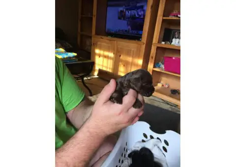 Black Cocker Spaniel Puppies will be ready for Christmas