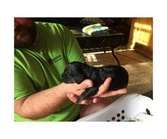 Black Cocker Spaniel Puppies will be ready for Christmas - 2