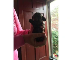 Black Cocker Spaniel Puppies will be ready for Christmas - 5